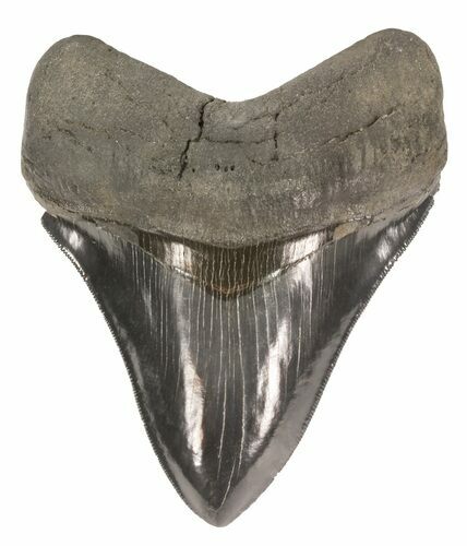 Glossy, Serrated, Megalodon Tooth - Gorgeous #58473